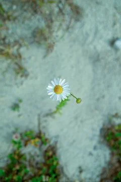 Camomile close-up Stock-Fotos