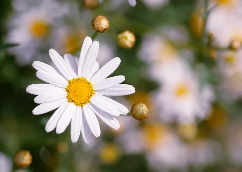 Camomile closeup Stock Photos