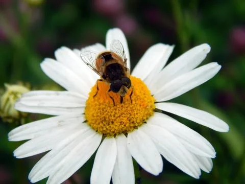 Camomile closeup Stock Photos