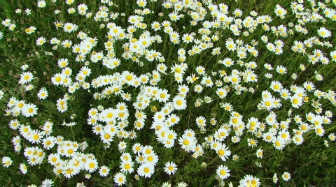 Camomile field Video stock 735809