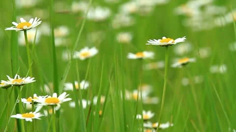 Camomile field Stock Footage 11226580