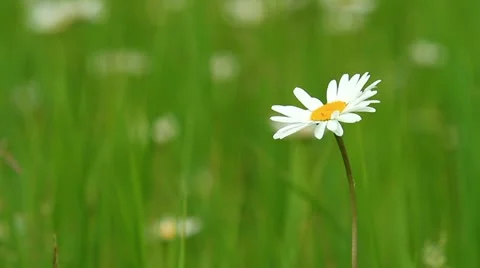Camomile field 스톡 동영상 11226586