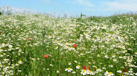 Camomile field Stock Footage 53410213