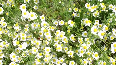 Camomile field Stock Footage 53410219