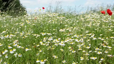 Camomile field Stock Footage 53410271
