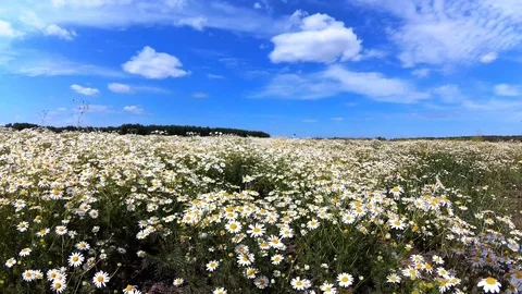 Camomile field Stock Footage