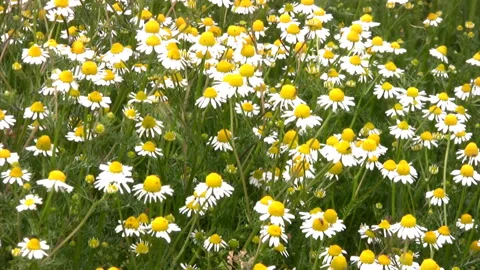 Camomile field HD Stock Footage 106453441