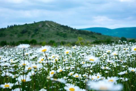 Camomile field Stock Photos