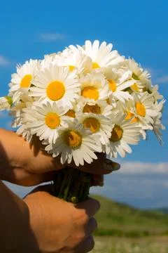 Camomile field Stock Photos