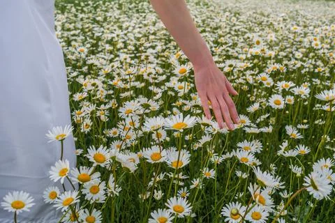 Camomile field Stock Photos