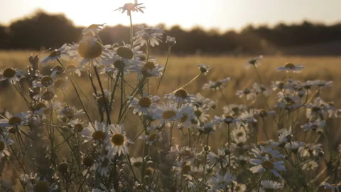 Camomile on the field sway in the wind in the rays of the setting sun. Stock-Footage 113767110