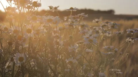 Camomile on the field sway in the wind in the rays of the setting sun. Stock-Footage 113767136
