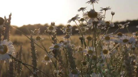 Camomile on the field sway in the wind in the rays of the setting sun. Stock-Footage 113767160