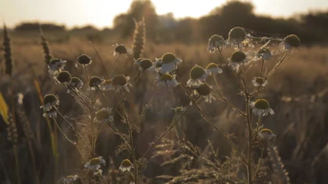 Camomile on the field sway in the wind in the rays of the setting sun. Stock-Footage 113767216