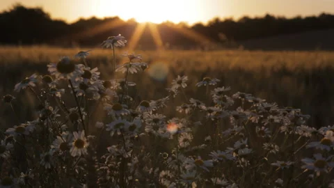 Camomile on the field sway in the wind in the rays of the setting sun. Stock-Footage 113767249