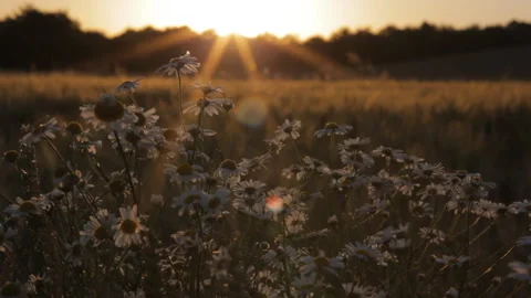 Camomile on the field sway in the wind in the rays of the setting sun. Video stock 113767291