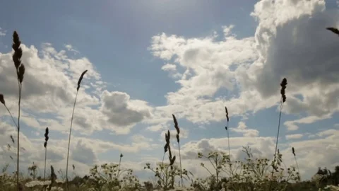 Camomile field under the cloudy sky 스톡 동영상 76909375