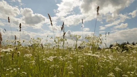 Camomile field under the cloudy sky Stock Footage 76909629