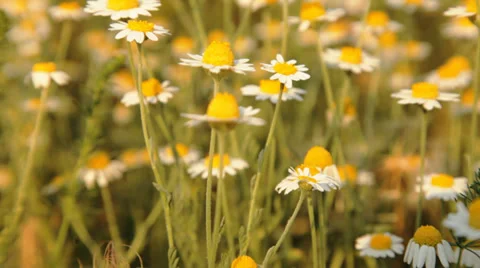 Camomile field on the wind Video stock 34128540