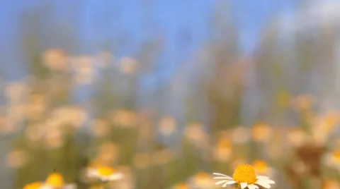 Camomile field on the wind Stock Footage 34128752