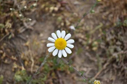Camomile flore Stock Photos