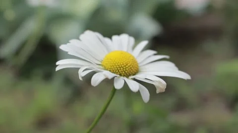 Camomile flower closeup Stock Footage 45410878