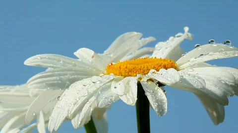 Camomile flower with dew Stock Footage 788147
