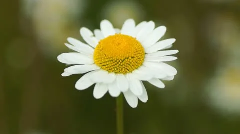 Camomile flower Stock Footage 11343371