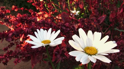 Camomile flower Видео 56321735
