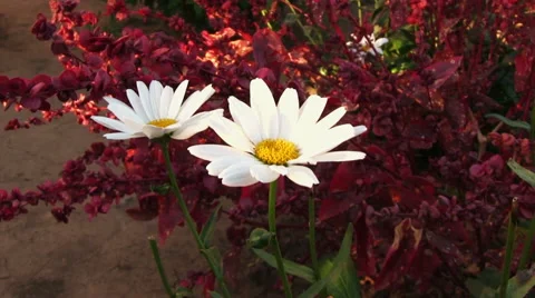 Camomile flower  Stock Footage 57960999