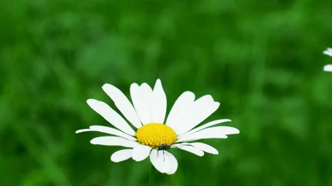 Camomile flower at a meadow. Stock Footage 87218192