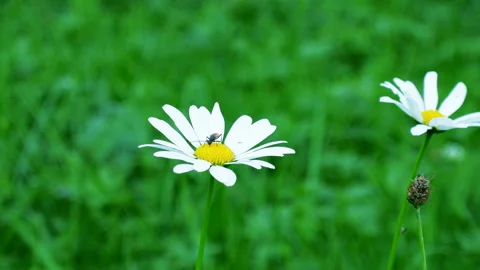 Camomile flower at a meadow. Stock Footage 87219921