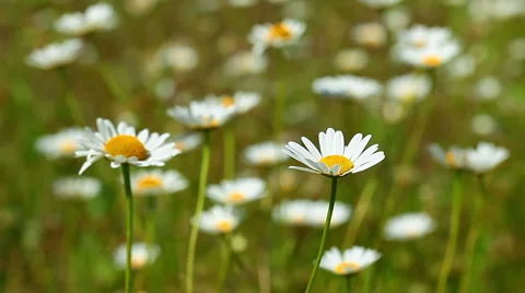 Camomile flowers Stock Footage 6930470