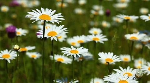 Camomile flowers Stock-Footage 7133640