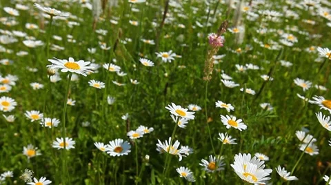 Camomile flowers Stock Footage 7134152