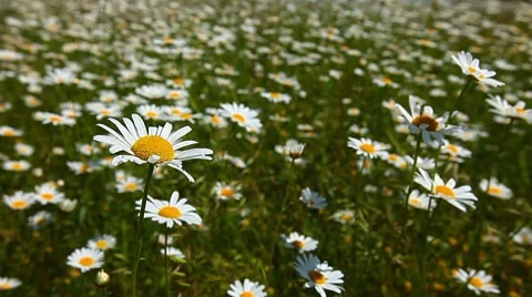 Camomile flowers Stock Footage 7135329