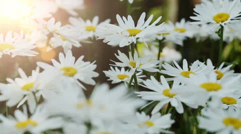 Camomile Flowers Stock-Footage 24999806