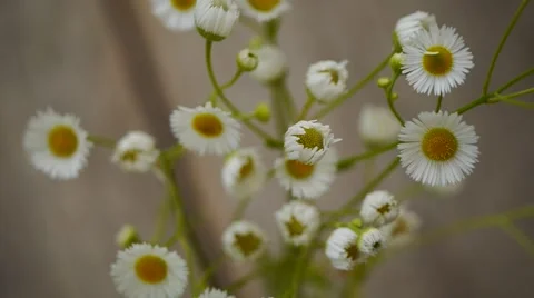 Camomile flowers Stock Footage 54649694