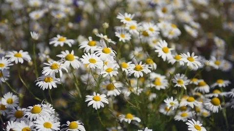 Camomile Flowers Stock Footage 88253103