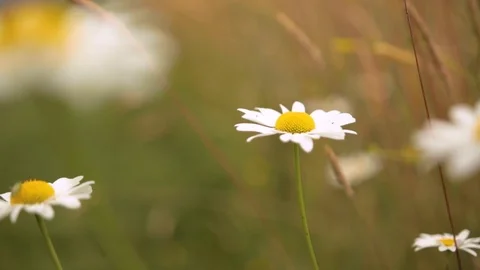 Camomile Flowers Видео 115504901