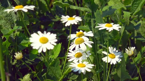 Camomile flowers Stock Footage 313820711