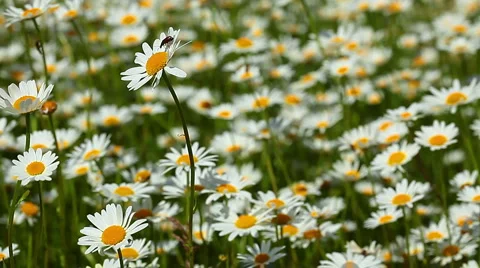 Camomile flowers sequence Stock Footage 6930418