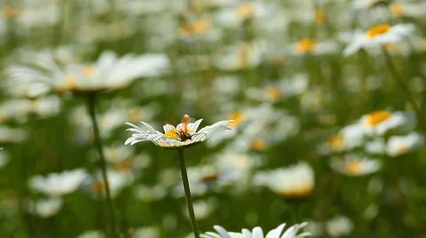 Camomile flowers sequence Stock Footage 6930486