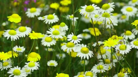 Camomile flowes Stock Footage 11343385