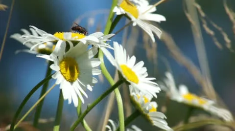 Camomile with a fly sitting on them Stock Footage 22674161
