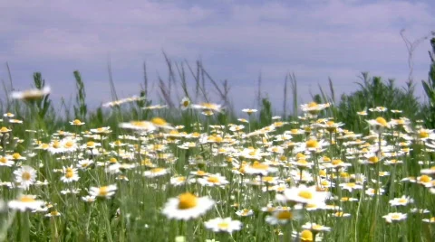 Camomile. Stock Footage 445426
