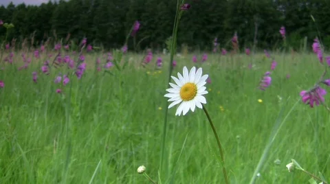 Camomile. 動画素材 513140