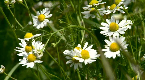 Camomile Stock Footage 513514