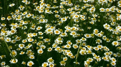 Camomile Stock Footage 842898