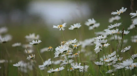 Camomile Video stock 855156